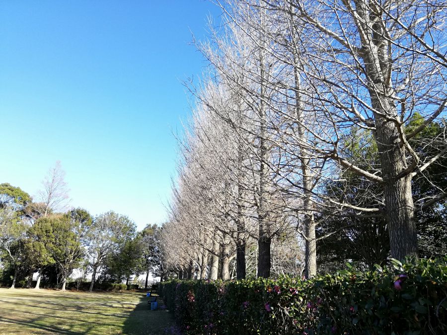 大崎台公園の木