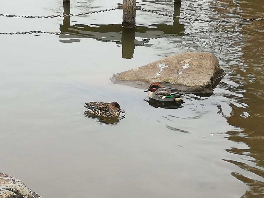七井戸公園の池の水鳥