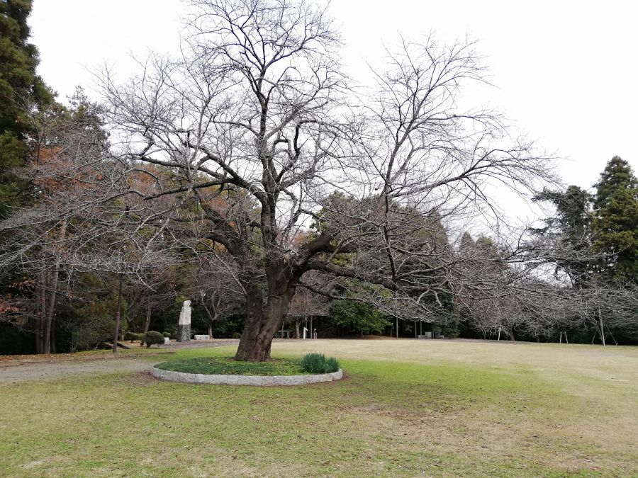 佐倉市　天使の森公園の木