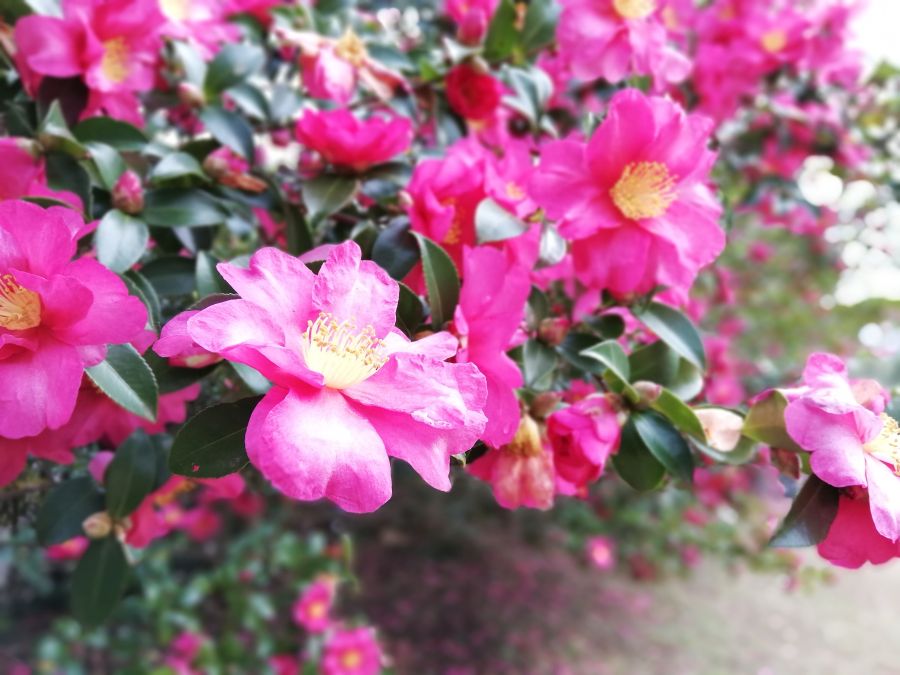 佐倉市　天使の森公園の花