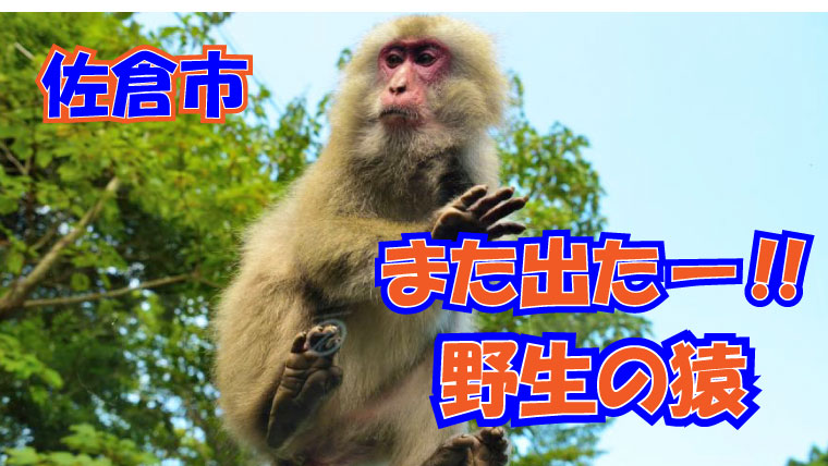 2020年6月26日　佐倉市　野生の猿が再び出没　サル