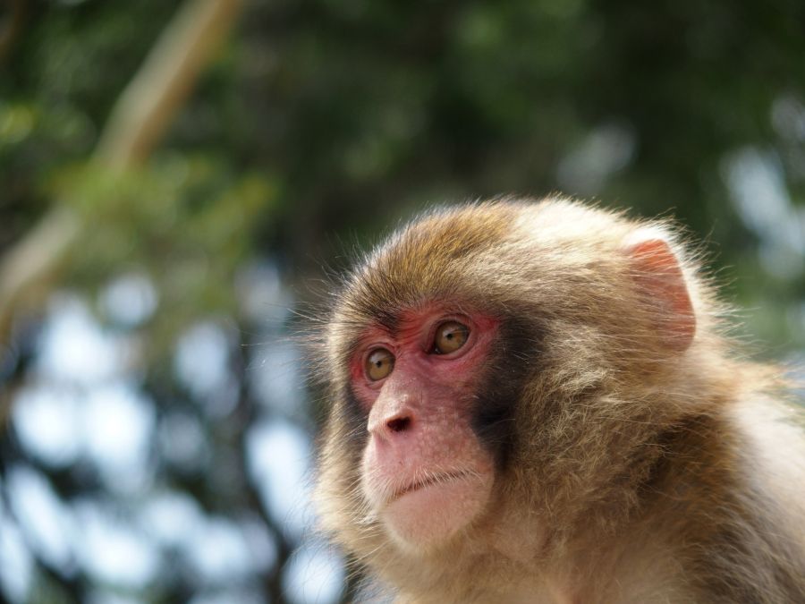 2020年11月18日　佐倉市　野生のサル目撃　猿のイメージ画像