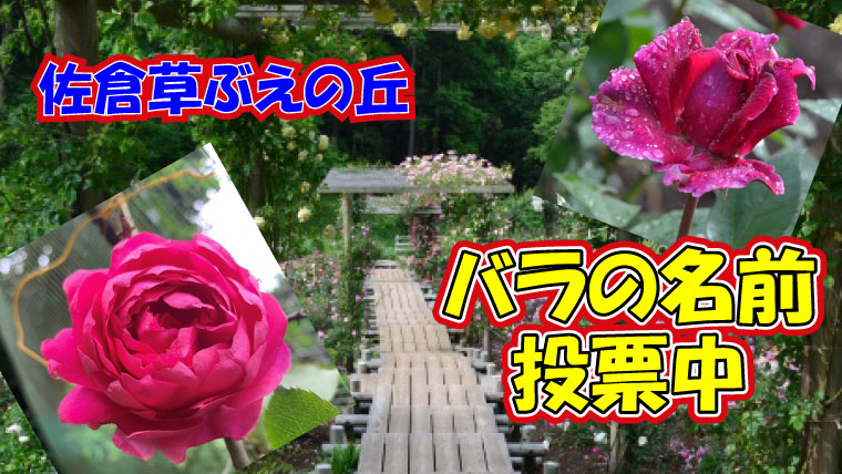 佐倉草ぶえの丘バラ園　15周年　バラの名前投票　アイキャッチ