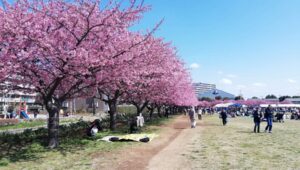 河津桜　佐倉市